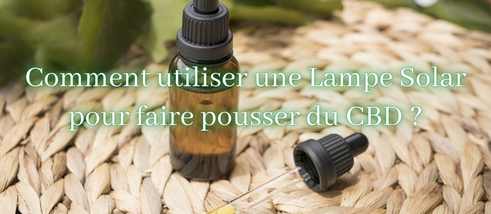 Comment utiliser une Lampe Solar pour faire pousser du CBD